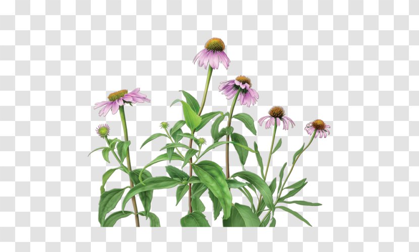 Herbal Tea Purple Coneflower Echinacea Angustifolia Dietary Supplement Transparent PNG