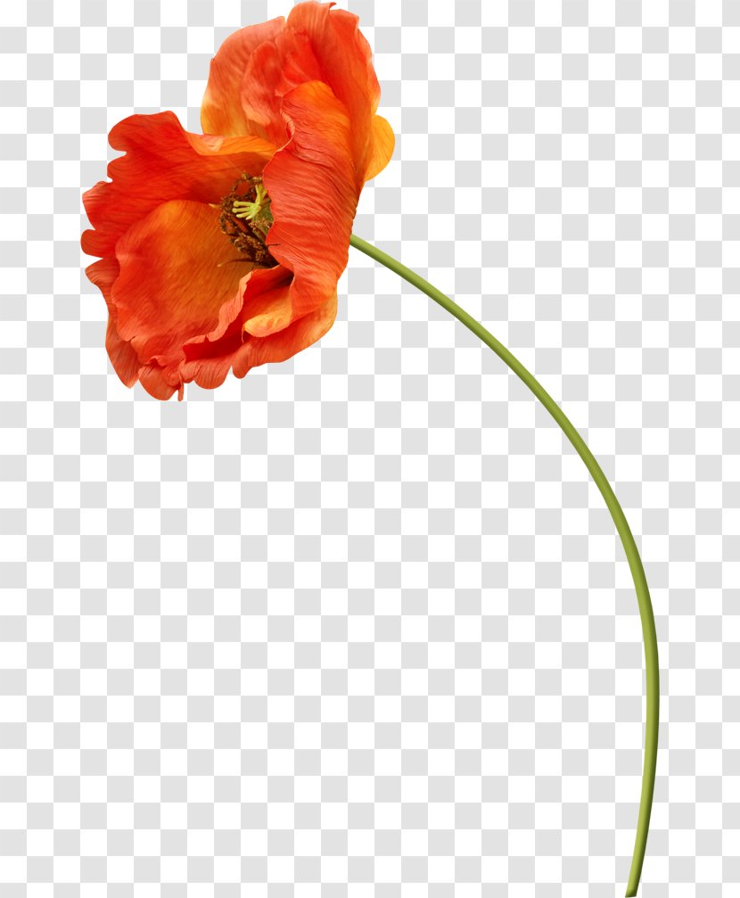 Poppy Flower Clip Art - Peach Transparent PNG