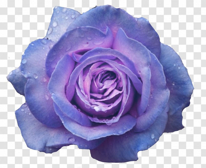 Garden Roses Blue Rose Cabbage Desktop Wallpaper Flower - Violet Transparent PNG