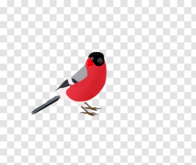 Eurasian Bullfinch Clip Art - Bird Transparent PNG