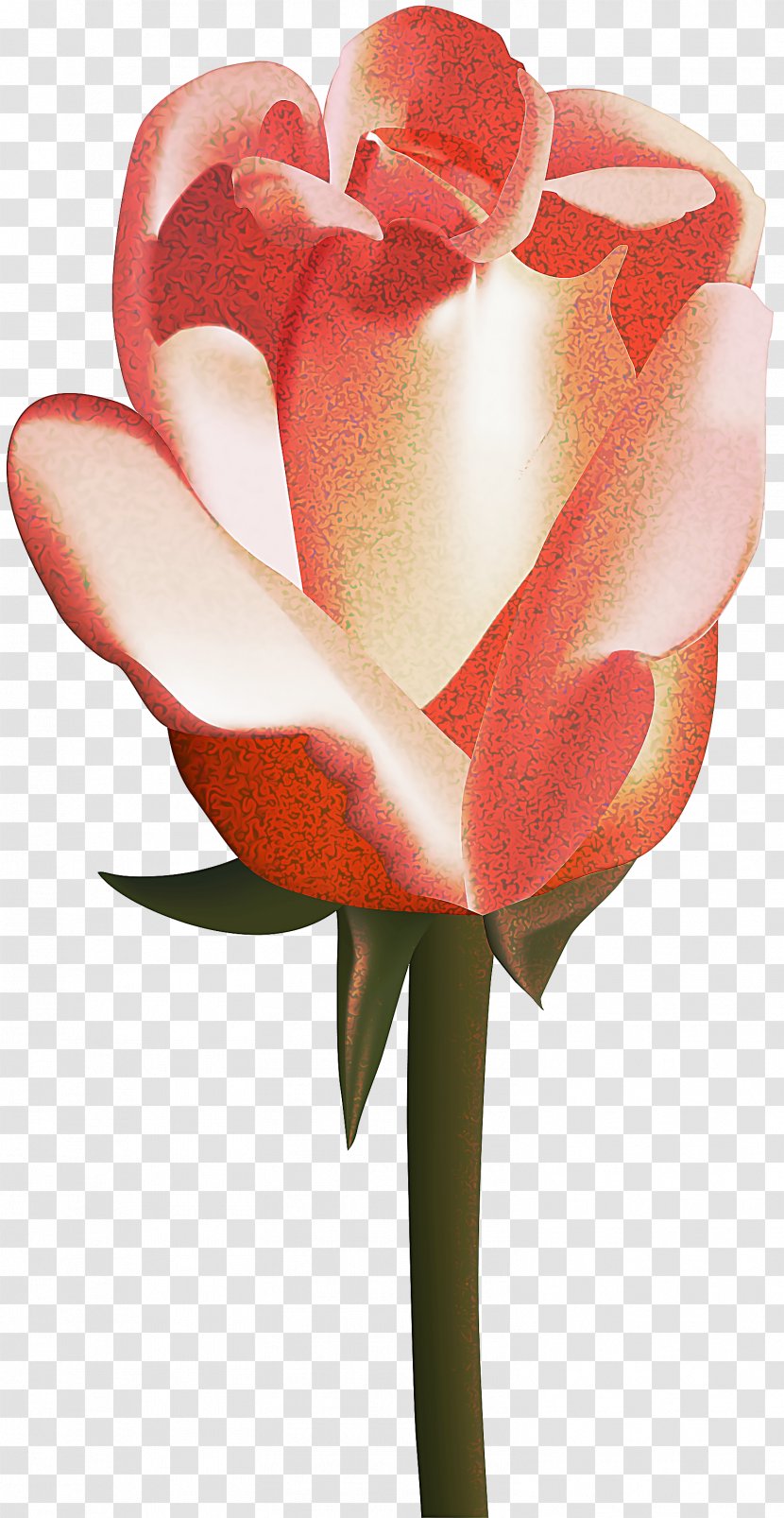 Drawing Of Family - Garden Roses - Alismatales Rose Order Transparent PNG