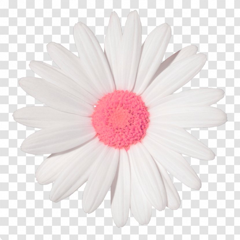 Common Daisy Sticker Family Clip Art Flower - Photography Transparent PNG