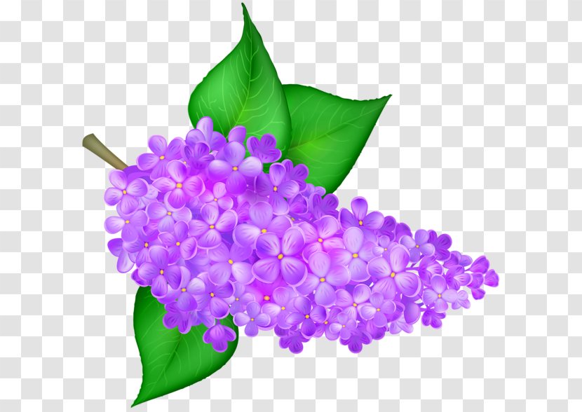Common Lilac Flower Desktop Wallpaper Clip Art - Floral Design Transparent PNG