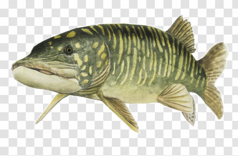 Northern Pike Tench Fishing Carp Angling - Oily Fish Transparent PNG