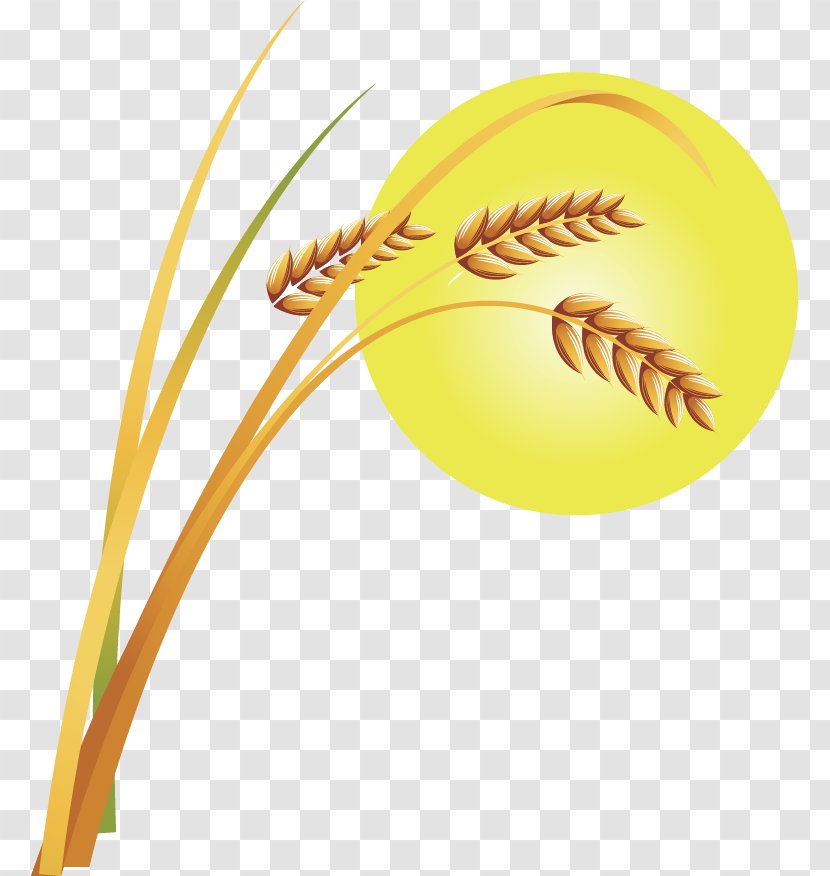 Grasses - Grass Family - Vector Painted Golden Wheat Transparent PNG