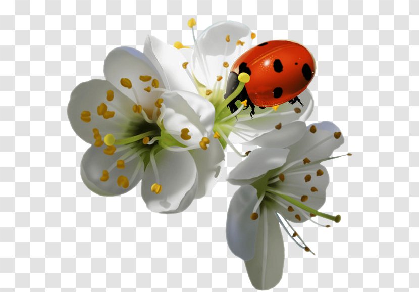 Insect Ladybird Flower - Ladybug Transparent PNG
