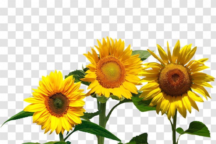 Common Sunflower Flowerevolution: Blooming Into Your Full Potential With The Magic Of Flowers - Plant - Yellow Sun Summer Transparent PNG