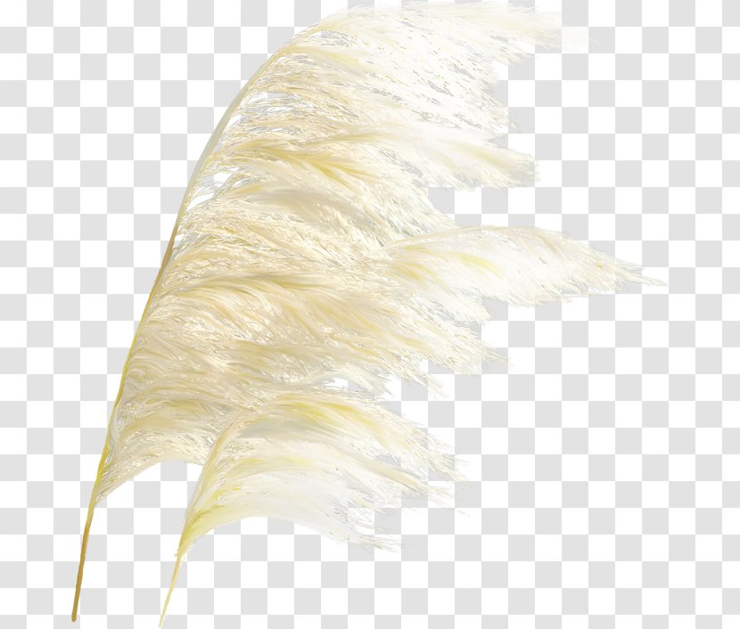 Icon - Feather - Reed Grass Transparent PNG