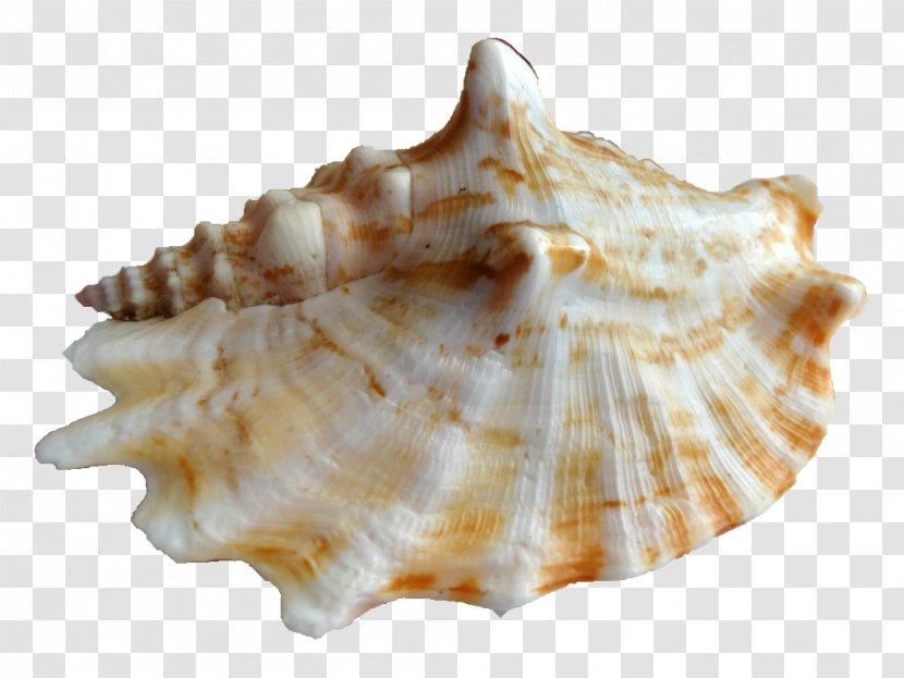 Clam Seashell Cockle Shore La Concha Resort - Sea Snail - Mar Transparent PNG