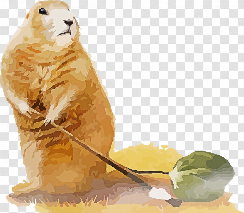 Groundhog Day Happy Groundhog Day Groundhog Transparent PNG