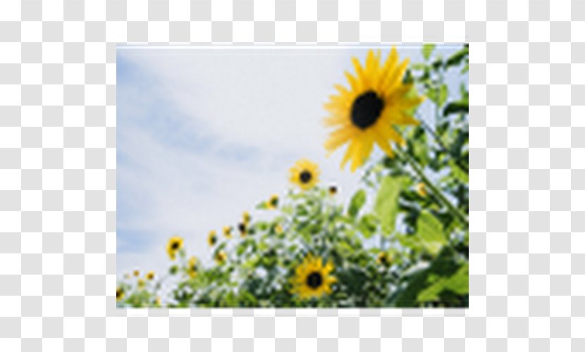 Desktop Wallpaper Image Common Sunflower Light - Sina Weibo - GIRASOL Transparent PNG
