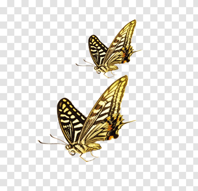 Butterfly Green Yellow Computer File - Gratis Transparent PNG
