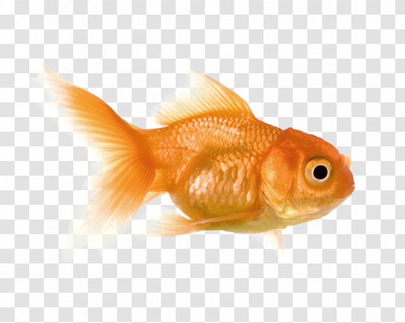 Goldfish Feeder Fish Bony Fishes - Orange - Mayo Transparent PNG