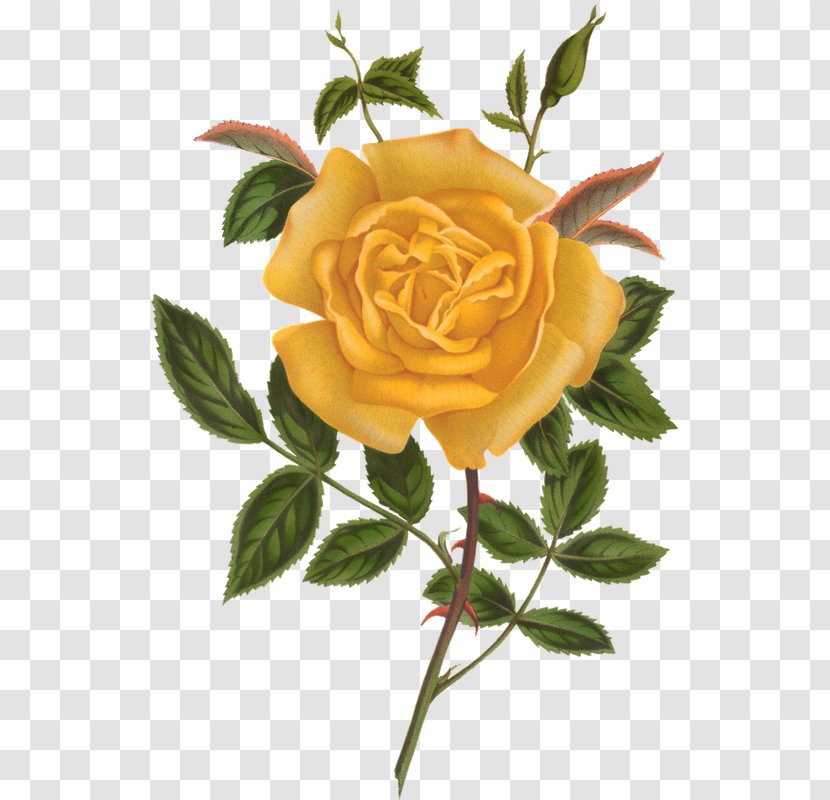 Beach Rose Yellow Flower Watercolor Painting Transparent PNG