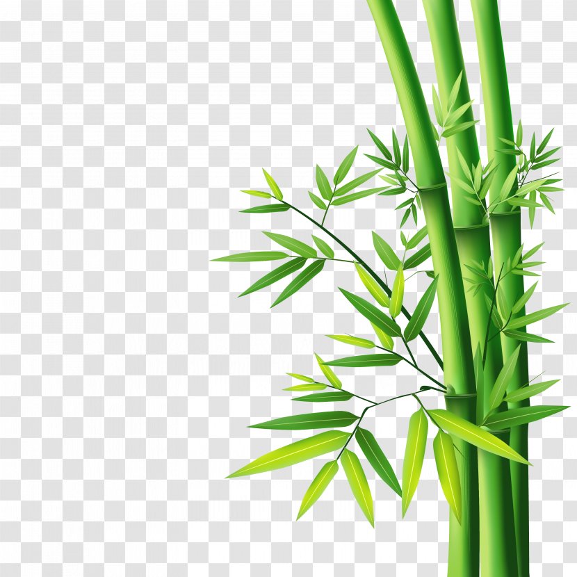 Bamboo Wallpaper - Painting Transparent PNG