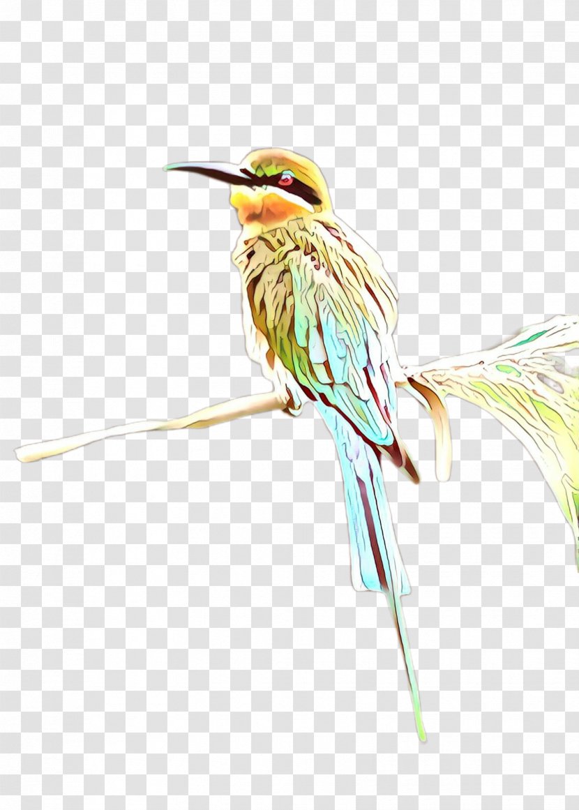 Hummingbird - Coraciiformes - Plant Transparent PNG