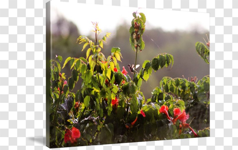 Flowerpot Herb Wildflower - Flower - Watercolor Hummingbird Transparent PNG