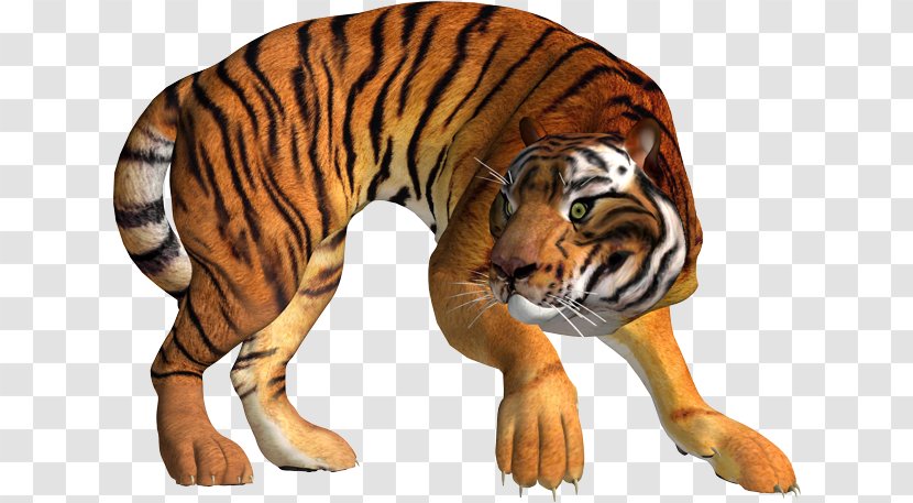 Lion Leopard Wildcat Felidae - Big Cat Transparent PNG