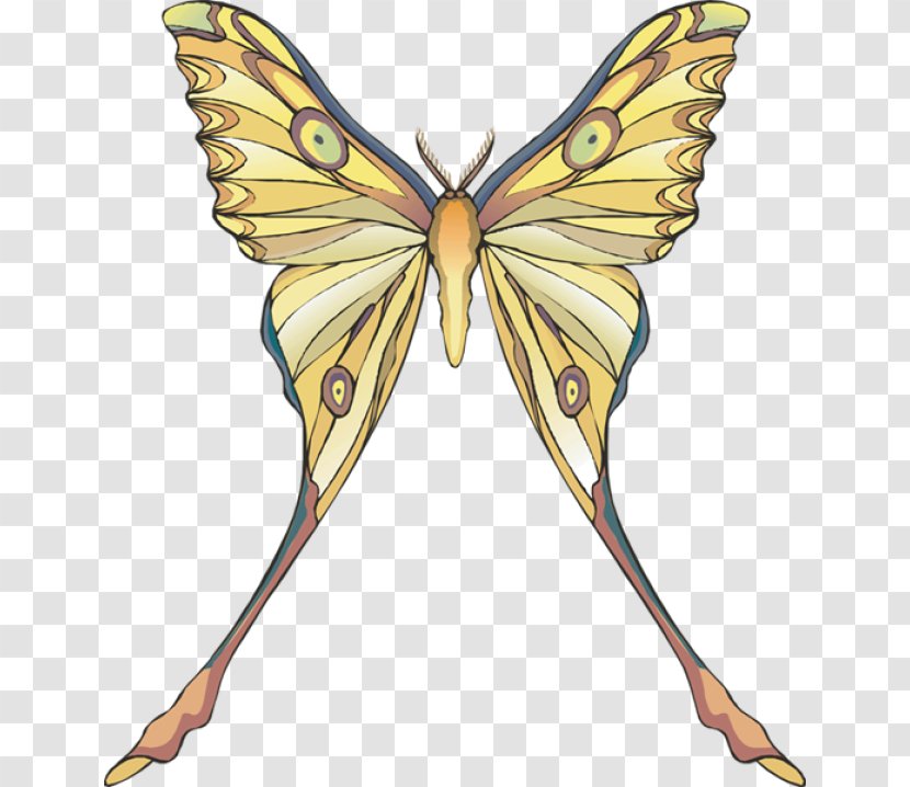 Monarch Butterfly Moth Karner Blue Karner, New York Transparent PNG