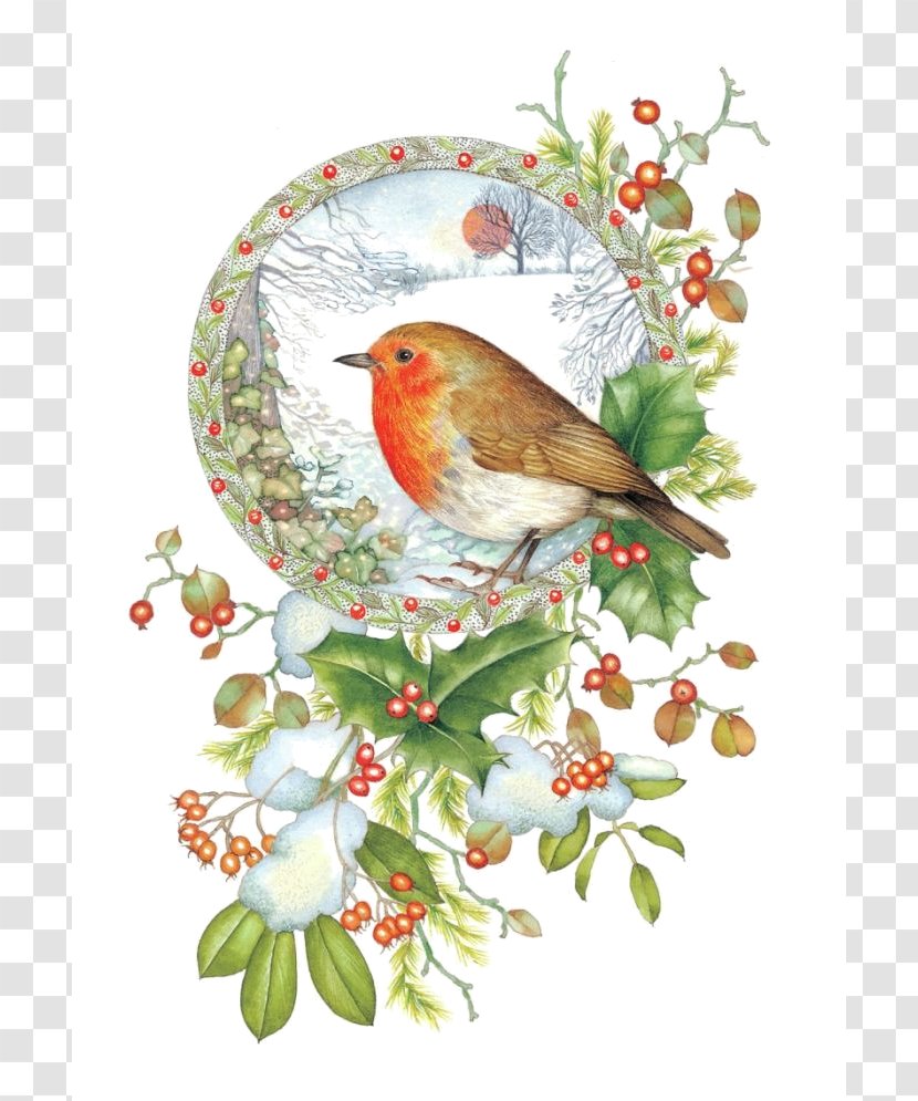 European Robin Bird Christmas Card American - Animal Transparent PNG