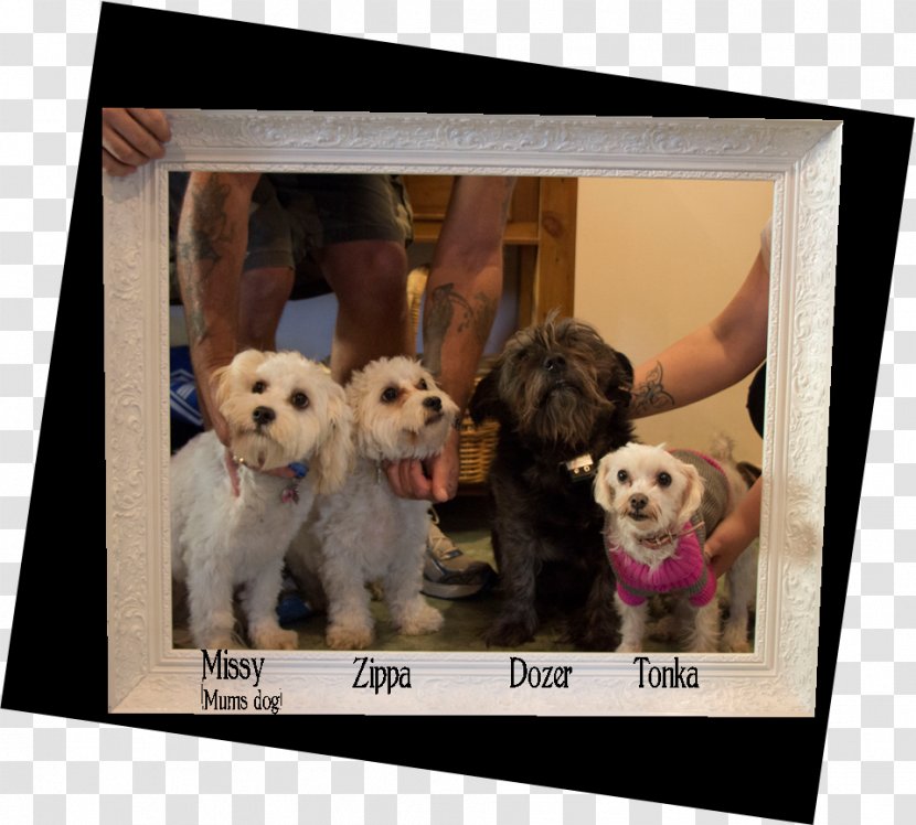 Dog Breed Puppy Love Picture Frames - Middle Age Woman Transparent PNG