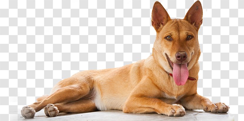 Carolina Dog Indian Pariah Breed Animal Welfare - Pet - Cat Transparent PNG