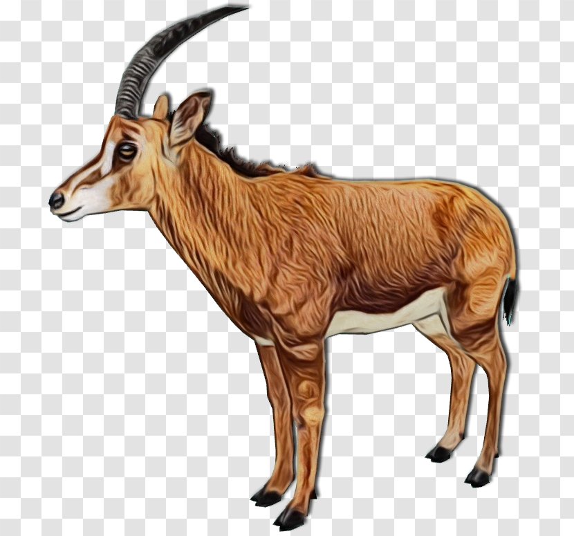 Gemsbok Waterbuck Horn Clip Art Impala - Mammal - Cowgoat Family Transparent PNG