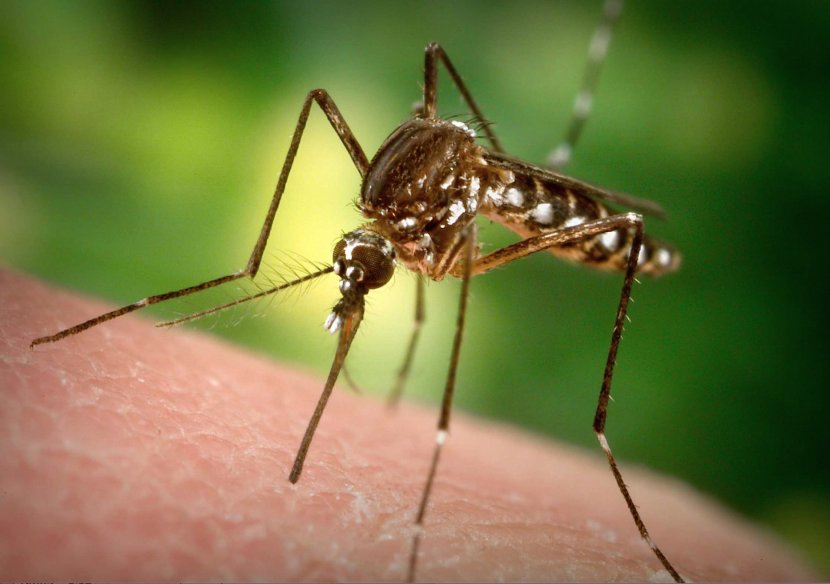 Marsh Mosquitoes Mosquito Control Zika Virus West Nile Fever Proboscis Transparent PNG