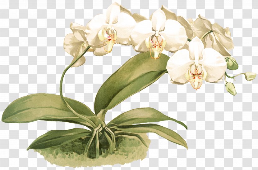 Reichenbachia: Orchids Illustrated And Described Phalaenopsis Amabilis Cut Flowers Cattleya - Reichenbachia - Moth Transparent PNG