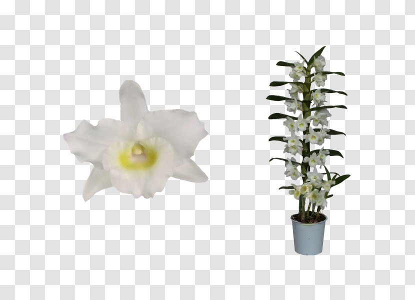 Dendrobium Nobile Flower Orchids Plant Stem - Dogwood Transparent PNG