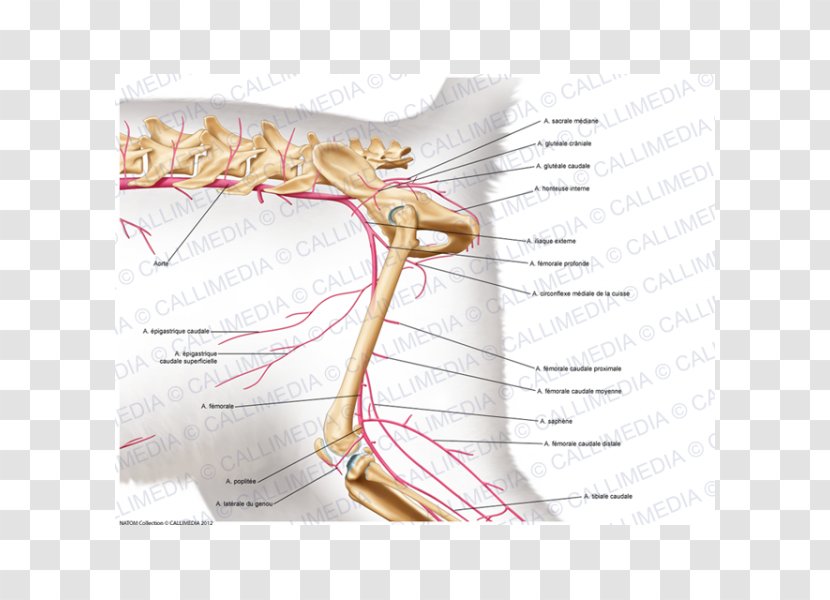 Nerve Nervous System Muscle Anatomy Muscular - Cartoon - Popliteal Artery Transparent PNG