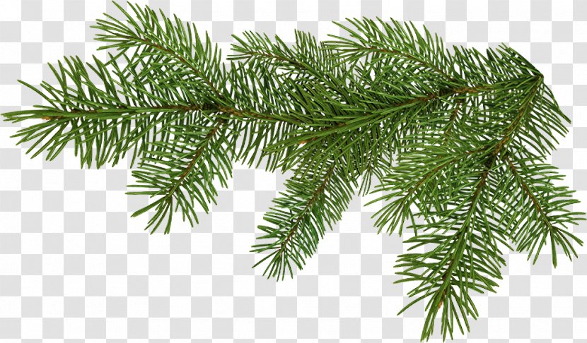 Animation Christmas Ornament Clip Art - Pine - Branches Transparent PNG