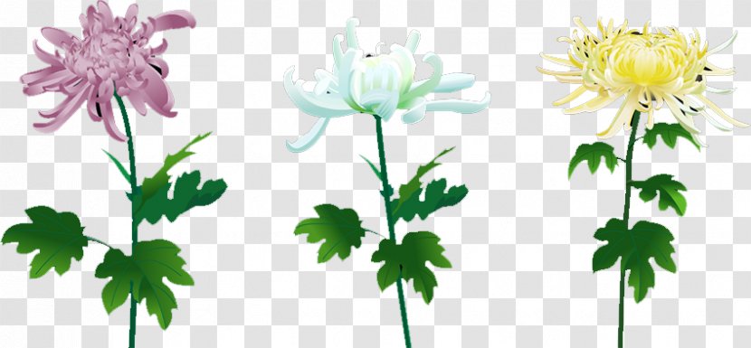 Floral Design Daisy Family Cut Flowers SWF - Petal - Chrysanthemum Transparent PNG