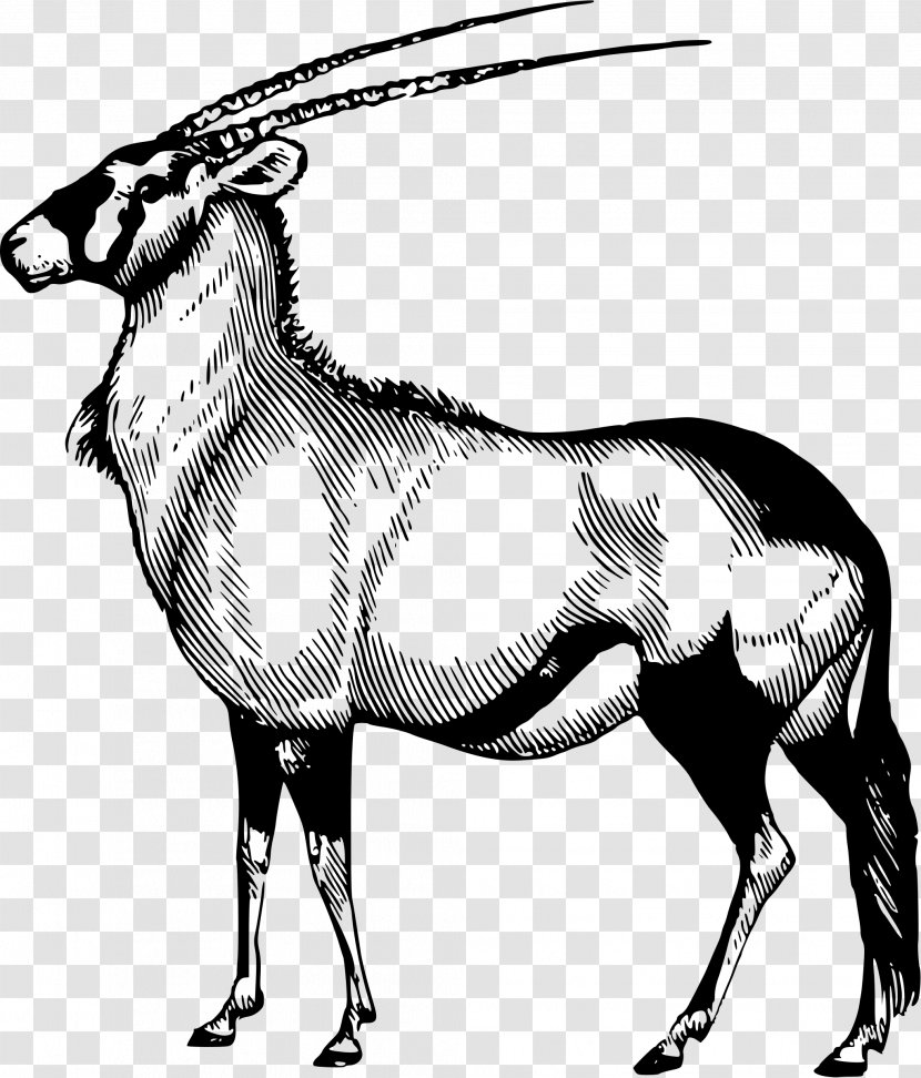Gemsbok Arabian Oryx Antelope Scimitar Gazelle - Camel Like Mammal Transparent PNG