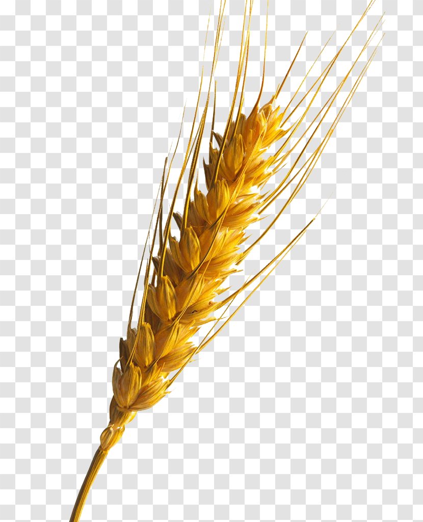 Emmer Information - Grain - Wheat Transparent PNG