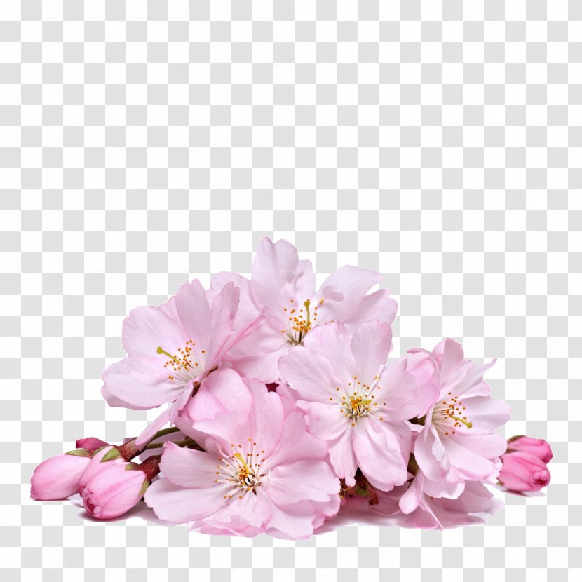 Cherry Blossom Flower - Sakura Creative Transparent PNG
