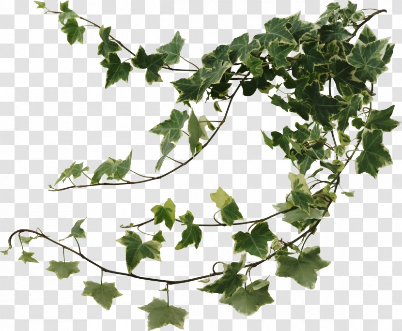 Common Ivy Houseplant Plants Vine Transparent PNG