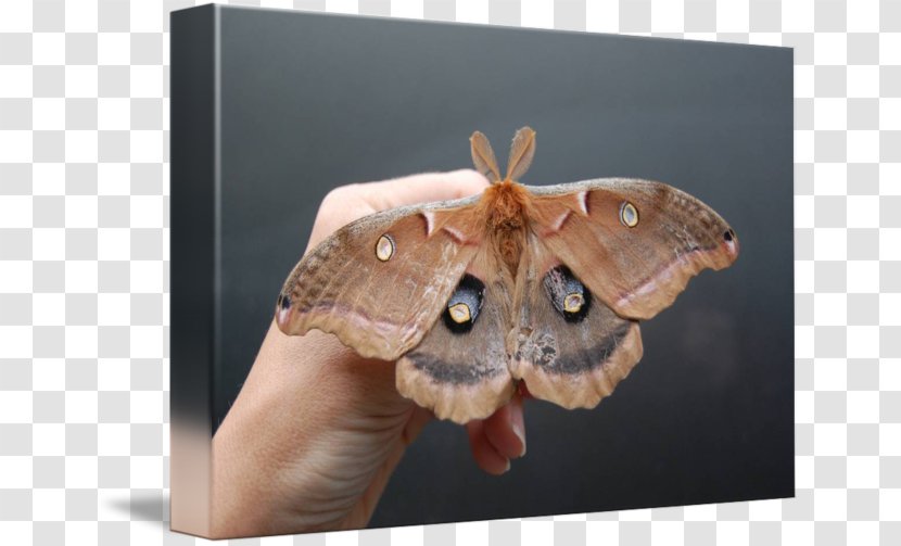 Silkworm Brush-footed Butterflies Butterfly Moth Imagekind - Art Transparent PNG