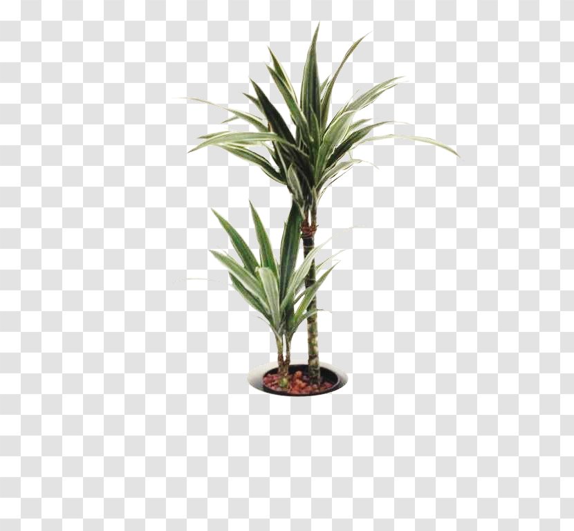 Dragon Tree Dracaena Fragrans Houseplant Arecaceae Flowerpot - Trunk - Plant Transparent PNG