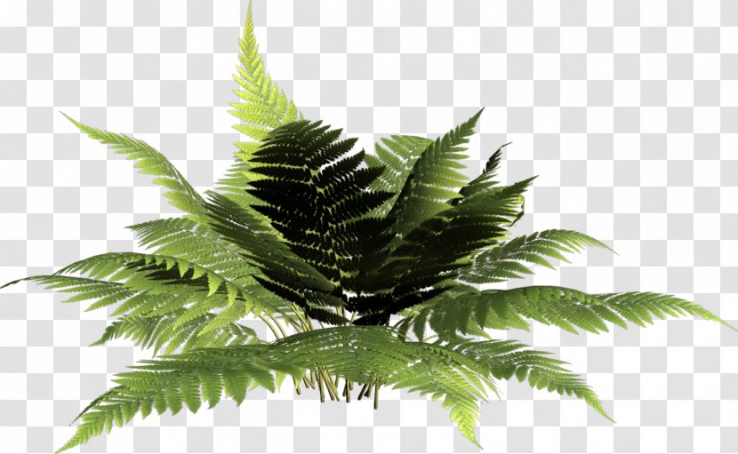 Vascular Plant Fern Kupala Night Clip Art Transparent PNG