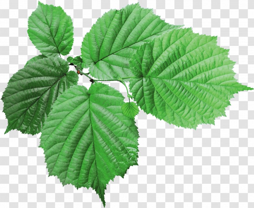 Leaf Icon - Image Resolution - Green Transparent PNG