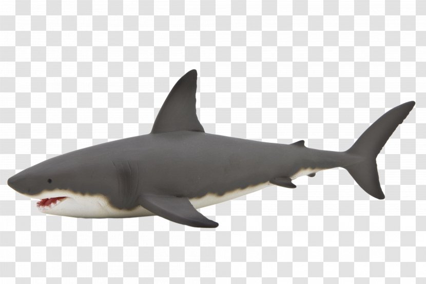 Great White Shark Anatomy Whale Isurus Oxyrinchus - Animal Transparent PNG