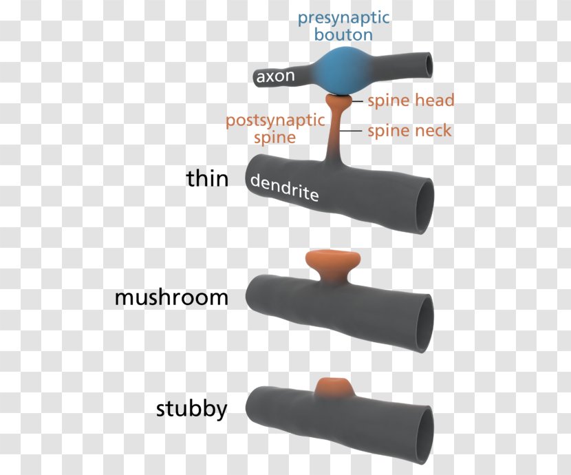 Dendritic Spine Dendrite Neuron Cell Brain Transparent PNG
