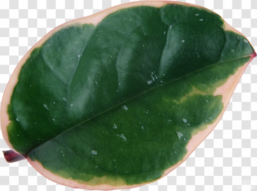 Leaf Illustration Design Plants Lily - Morning Glory Transparent PNG