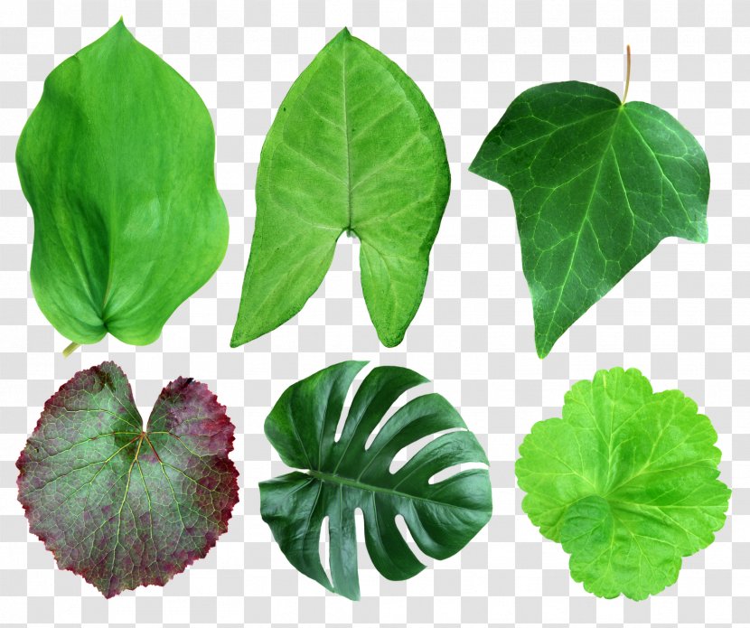 Leaf Plant Liana Common Ivy Transparent PNG