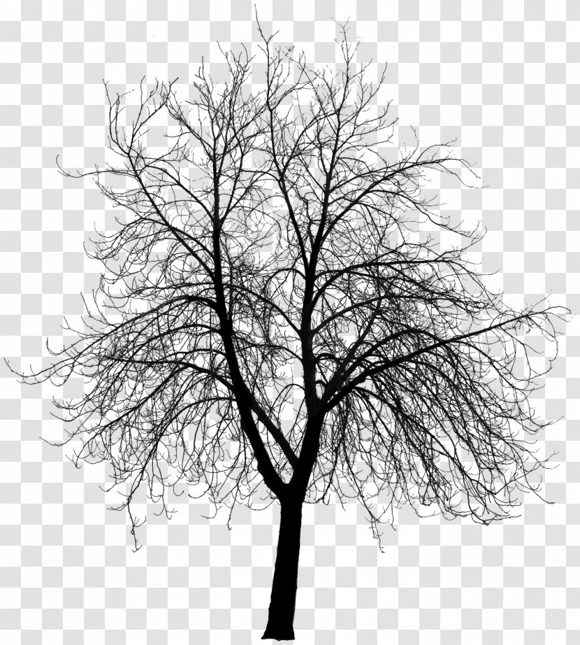 Tree Clip Art - Silhouette - Top Transparent PNG