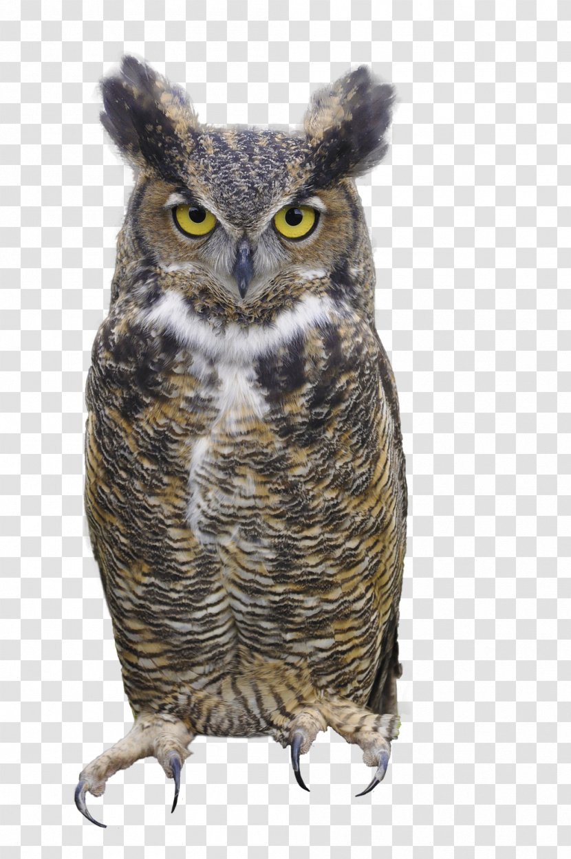 Great Horned Owl Clip Art - Bird - Picture Transparent PNG