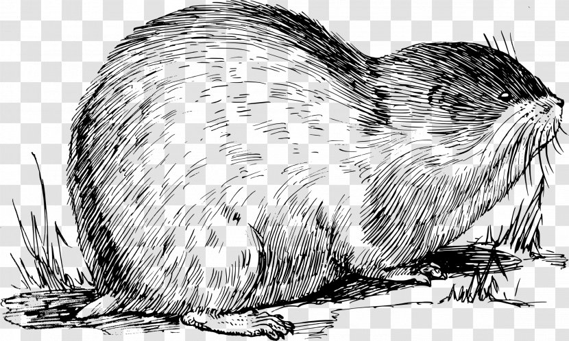 Muskrat Norway Lemming Rodent Drawing - Beaver - Black And White Transparent PNG
