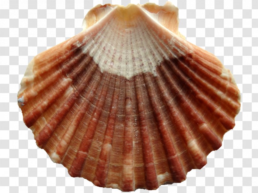 Cockle Pectinidae Clam Seashell Chlamys Varia - Pecten Transparent PNG