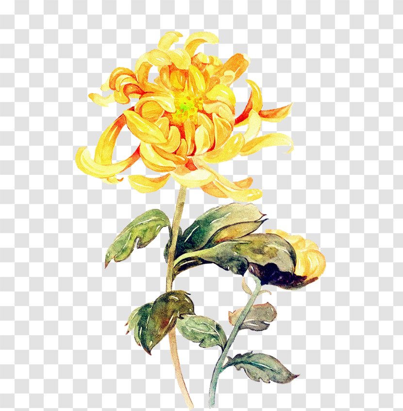 Chrysanthemum ×grandiflorum Double Ninth Festival Flower - Plant Transparent PNG